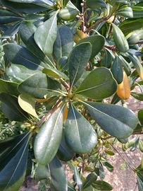 Albero Pianta Pitosforo 130 cm in vaso 