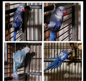 Parrocchetto dal collare