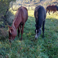 Puledri