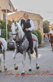 Cavallo spagnolo