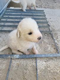 Cani maschi e femmine