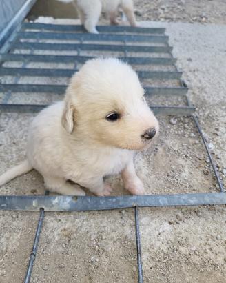 Cani maschi e femmine