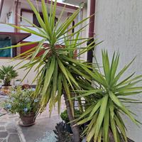Pianta e diventata grande