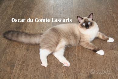 OSCAR, cucciolone razza ragdoll con pedigree