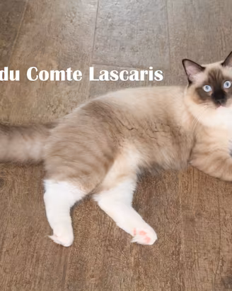 OSCAR, cucciolone razza ragdoll con pedigree
