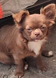 Simil.chihuahua