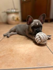 Bulldog francese