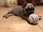 Immagine 1
