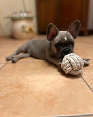 Bulldog francese