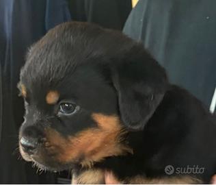 rottweiler  cuccioli 