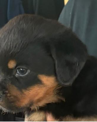 rottweiler  cuccioli 