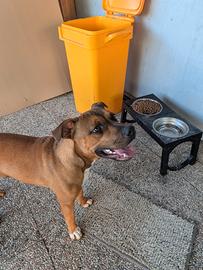 Cane di 7 mesi razza Amstaff