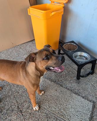 Cane di 7 mesi razza Amstaff