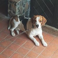 Splendido Beagle di 3 anni con pedigre enci