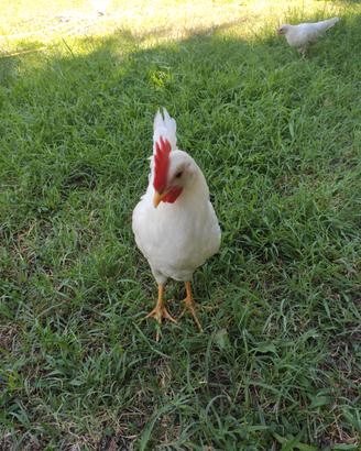 Gallo Livornese