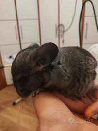 Cincillà