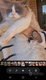 ragdoll maschio 