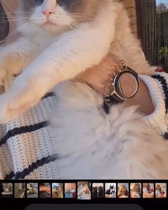 ragdoll maschio 
