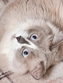 Gatti europei a pelo lungo