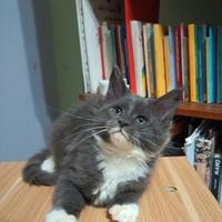 Maine Coon Cucciola Blu smoke con bianco