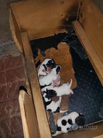 Jack Russell