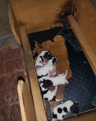 Jack Russell