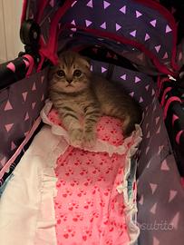 Gattino disponibile