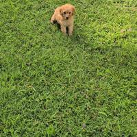 Barboncino mini small