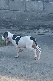 Animali
