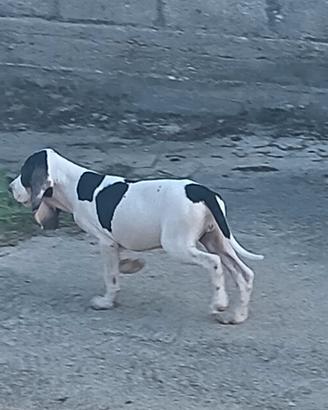 Animali