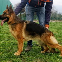 Femmina pastore tedesco