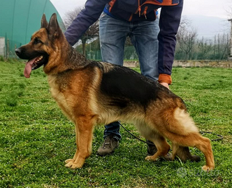 Femmina pastore tedesco