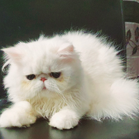 Gattini di razza persiano ipertipico puri