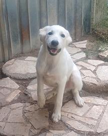 Cucciolo mix