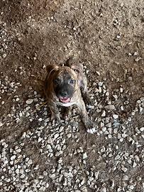 Pitbull XL