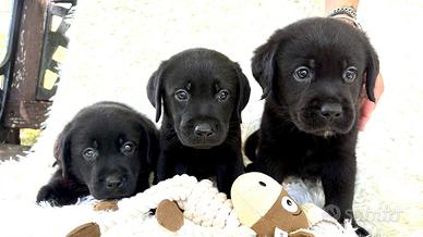 cuccioli labrador con pedigree