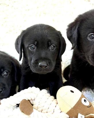 cuccioli labrador con pedigree