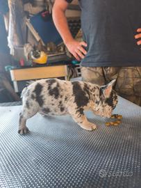Bulldog Francese