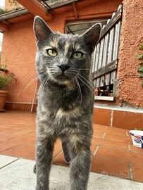 gattina grigia