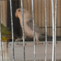 Femmine inseparabili