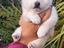 Immagine 4