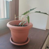 piantine ficus benjamin