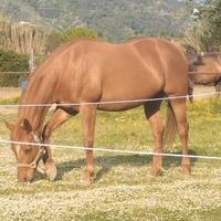 Quarter horse femmina