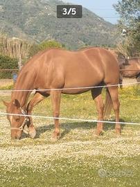 Quarter horse femmina