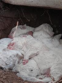 Pastore maremmano abruzzese