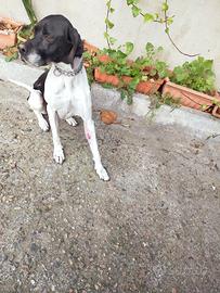 Pointer Inglese con pedigree