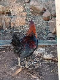 Galli