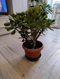 Albero di giada con vaso