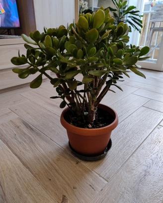 Albero di giada con vaso