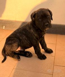 Cuccioli Cane Corso 